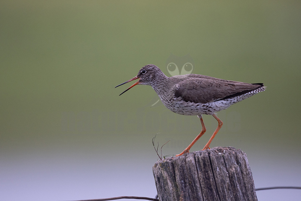 R5NF6535-20230521 | Der Rotschenkel ist eine Vogelart aus der Familie der Schnepfenvögel. Er ist ein Brutvogel über weite Bereiche Eurasiens. Zu seinem Lebensraum gehören die mediterrane bis boreale Zone, und er kommt in Asien auch in Steppen- und Wüstengebieten vor. - Realisiert mit Pictrs.com