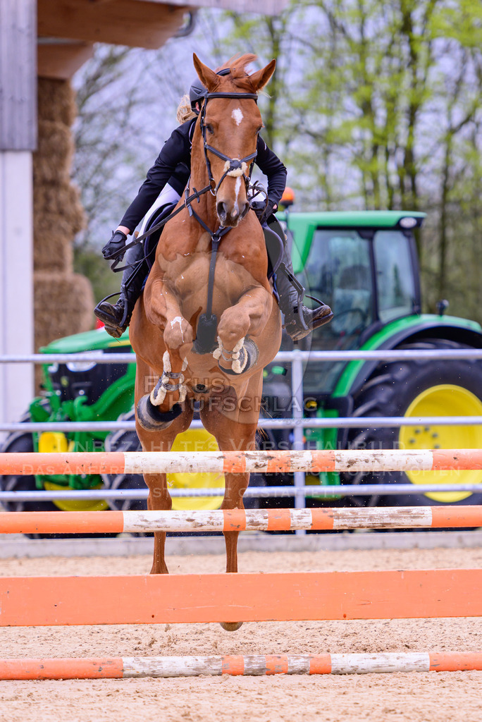 12042026-Mammendorf-Prfg39-0268 | Fokus Hufschlag Fotografie - Realisiert mit Pictrs.com