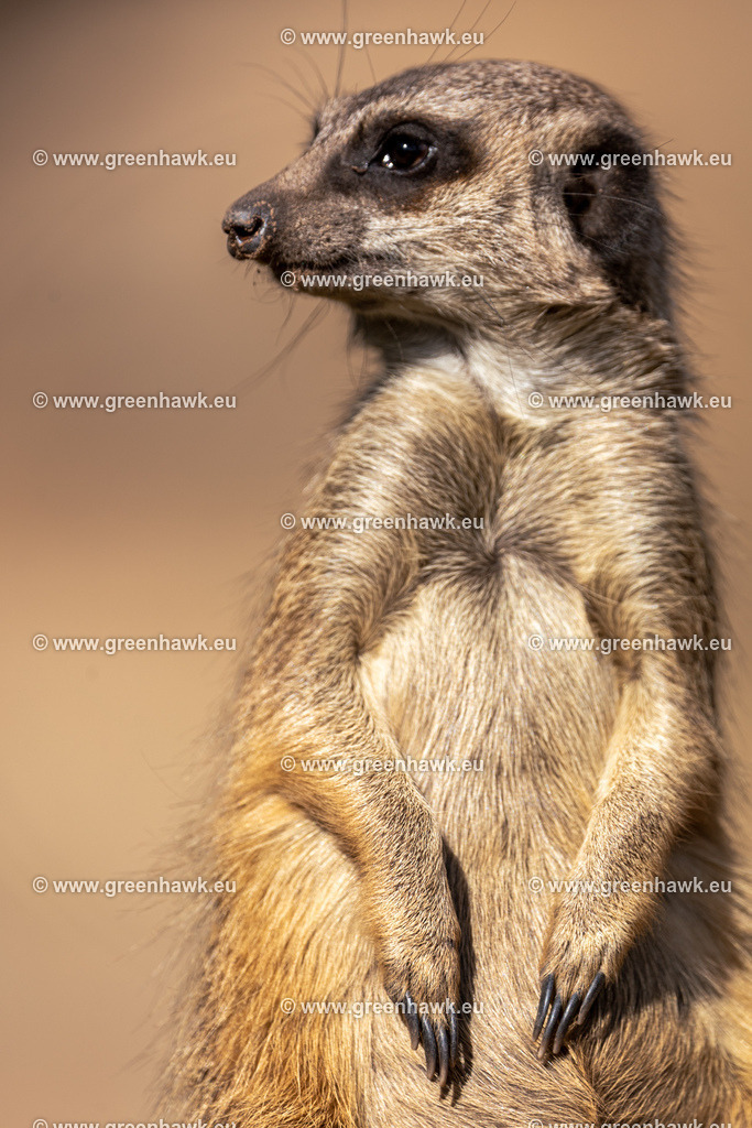 IMG_0119 | Greenhawks Bilder Shop für Landschaften, Urban, Tiere und weiteres als Poster Leinwand oder Fotogeschenk für Ostern Weihnachten oder Geburtstag  - Realisiert mit Pictrs.com