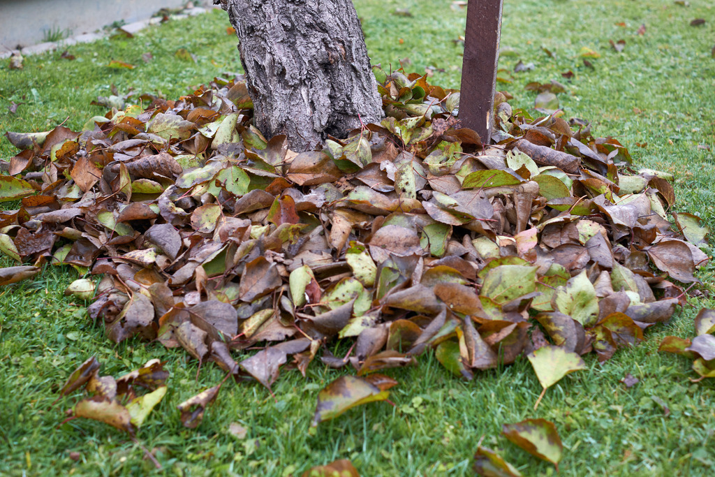 Laubhaufen rundum eines Baumes | Austria - October 31, 2021: Laubhaufen rundum eines Baumes. - Realisiert mit Pictrs.com