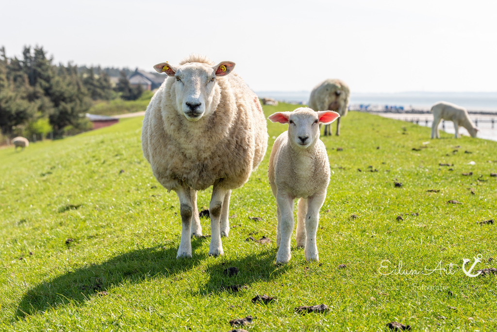 20250424-EAF_8143 | Eilun-Art-Fotografie Levke Martens, ihre Fotografin für Immobilien- und Landschaftsfotografie auf Föhr, Föhrer Motive als Poster, Leinwand, hinter Acrylglas oder stelle dir deinen eigenen Monatskalender zusammen, mit nur einem Klick