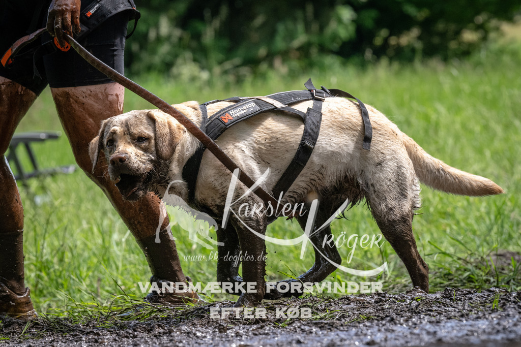 1145_ZZ94493 | kk-dogfotos