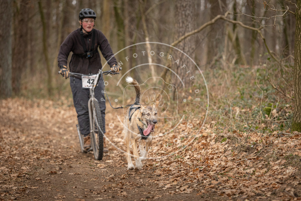 Pfotenfotografie_DV3A0864 | Hundefotografie, Tierfotograf, Pfotenfotografie, Fotoshooting Hund, Hunde Portrait, Hundesport, Hundeportraits, Heideshooting, Hunde, Sportfotograf, Hundefotograf, Turnierhundsport, THS,  - Realisiert mit Pictrs.com