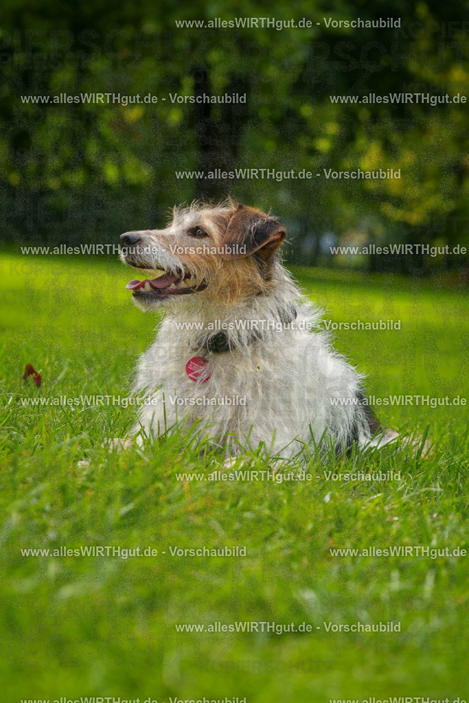 Hundeschwimmen_Grefrath_2026-allesWIRTHgut_Tierfotografie-11_32-FAY08373 | Professionelle Tierfotografie in Mönchengladbach von Daniel Wirth (allesWIRTHgut). Liebevolle & natürliche Bilder von Hunden & Katzen für unvergessliche Erinnerungen.