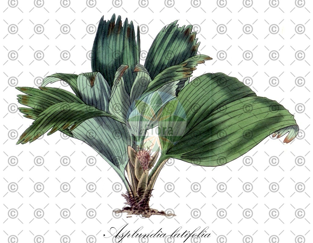 HistAbb_wfo-0000638036_2_ENZY_Simple | Historische Abbildung von Asplundia latifolia - Cyclanthaceae | Historical Illustration of Asplundia latifolia - Cyclanthaceae