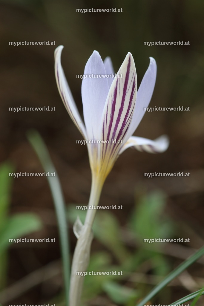 Netz-Krokus-006 | Das Bilderarchiv über Tiere, Planzen und Landschaften. In der Bilddatenbank finden Sie ein große Auswahl an hochwertigen Bilder für Ihre Werbung - Realisiert mit Pictrs.com