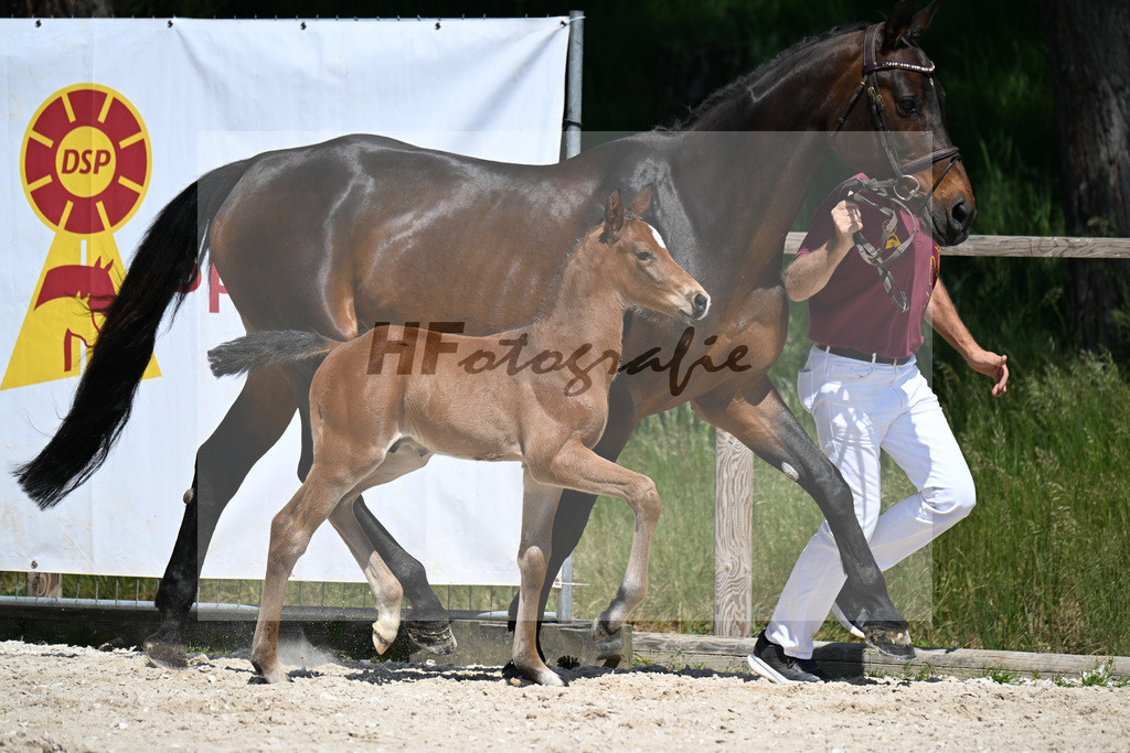Sanvaro x Abke_HF_Neissendorfer_10250215 | hf-fotografie - Realizzato con Pictrs.com