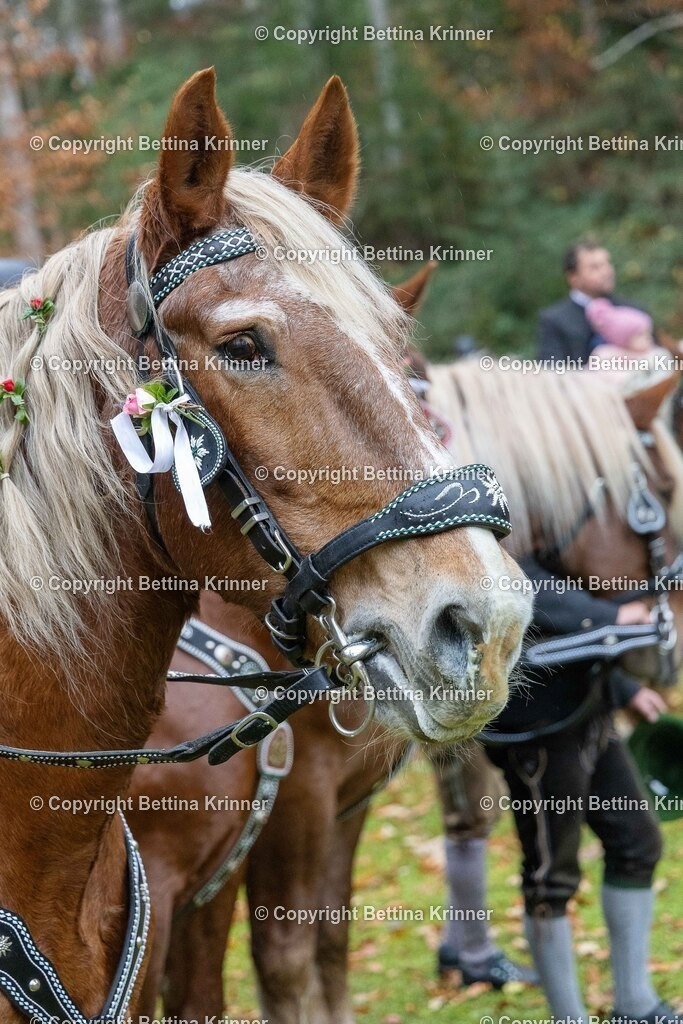 LL25-194 | foto-bettina-krinner - Realisiert mit Pictrs.com