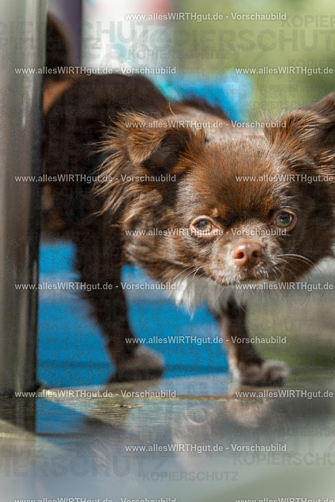 Hundeschwimmen_Volksbad_2026-allesWIRTHgut_Tierfotografie-2609061437-7R501137 | Professionelle Tierfotografie in Mönchengladbach von Daniel Wirth (allesWIRTHgut). Liebevolle & natürliche Bilder von Hunden & Katzen für unvergessliche Erinnerungen.