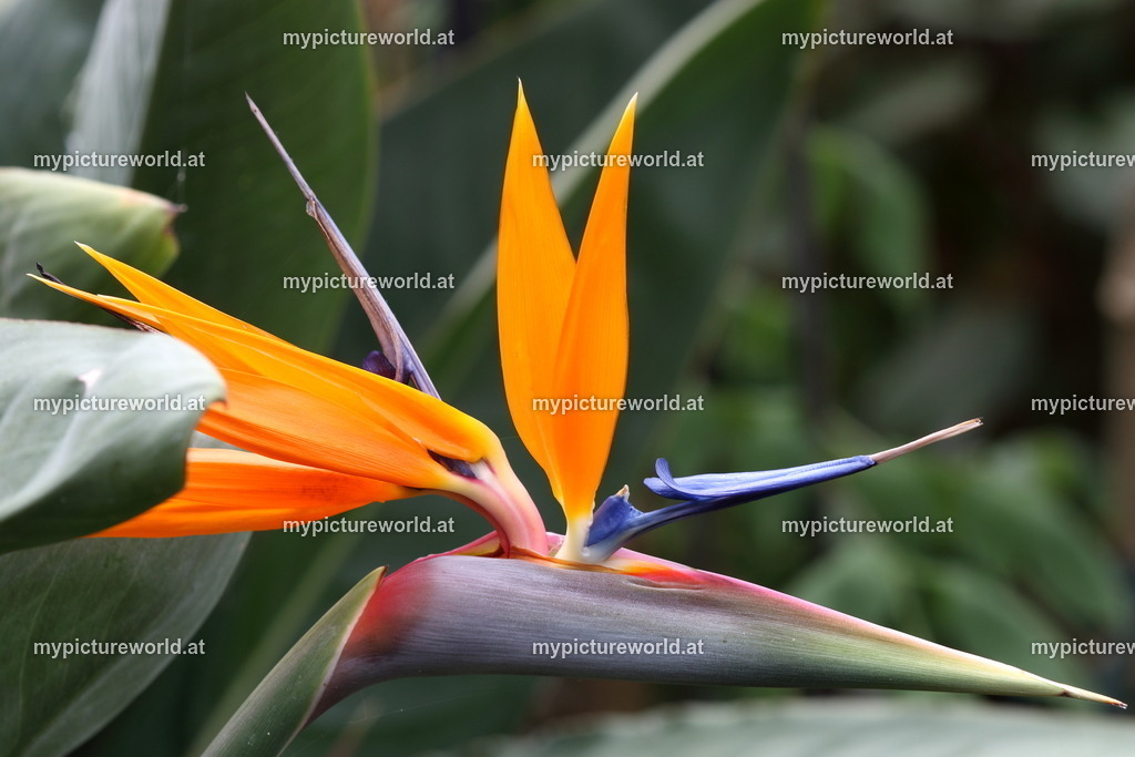 Paradiesvogelblume-001 | Das Bilderarchiv über Tiere, Planzen und Landschaften. In der Bilddatenbank finden Sie ein große Auswahl an hochwertigen Bilder für Ihre Werbung - Realized with Pictrs.com