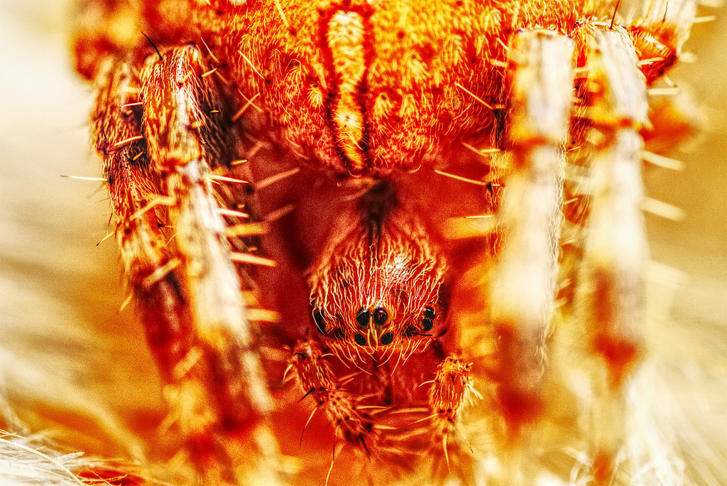 Kreuzspinne2 | www-pimpup-me - Realisiert mit Pictrs.com