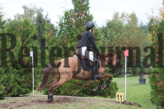 Altensteig_2024_Prfg.Nr.02_Geländepferdeprfg.Kl.A_Merle Hoffmann_Prima Rubina K (14) | Alle Fotos der Reiterjournal Fotografin Doris Matthaes im Reiterjournal Online-Fotoshop. - Realisiert mit Pictrs.com