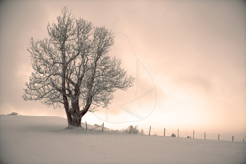 Winter am Panoramahöhenweg | Bei Veröffentlichung des Bildes ist eine Namensnennung wie folgt erforderlich: 
Foto: Mostdirn Irmgard Wieser - Realisiert mit Pictrs.com
