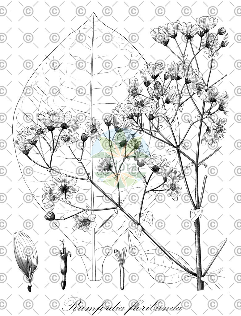 HistAbb_wfo-0000401405_1_ENZY_Simple | Historische Abbildung von Rumfordia floribunda - Asteraceae | Historical Illustration of Rumfordia floribunda - Asteraceae