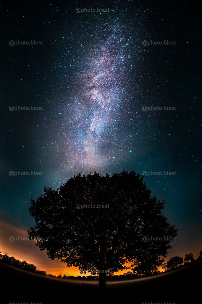 Cosmic Tree | Die Milchstraße über einem Baum und Nebelfeld. - Realisiert mit Pictrs.com