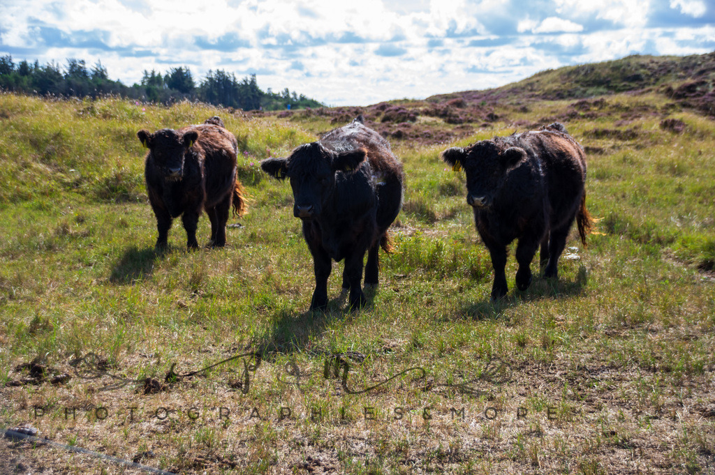 _Kandesterne22-1602 | Photographies and more - Realisiert mit Pictrs.com