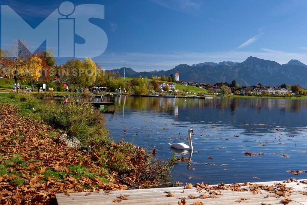 2.Liga-1860-HEIM.jpg | 17.10.2022, Herbst am Hopfensee im Allgäu (Bayern) bei Füssen. Ein Schwan auf Nahrungssuche am Ufer. - Realisiert mit Pictrs.com