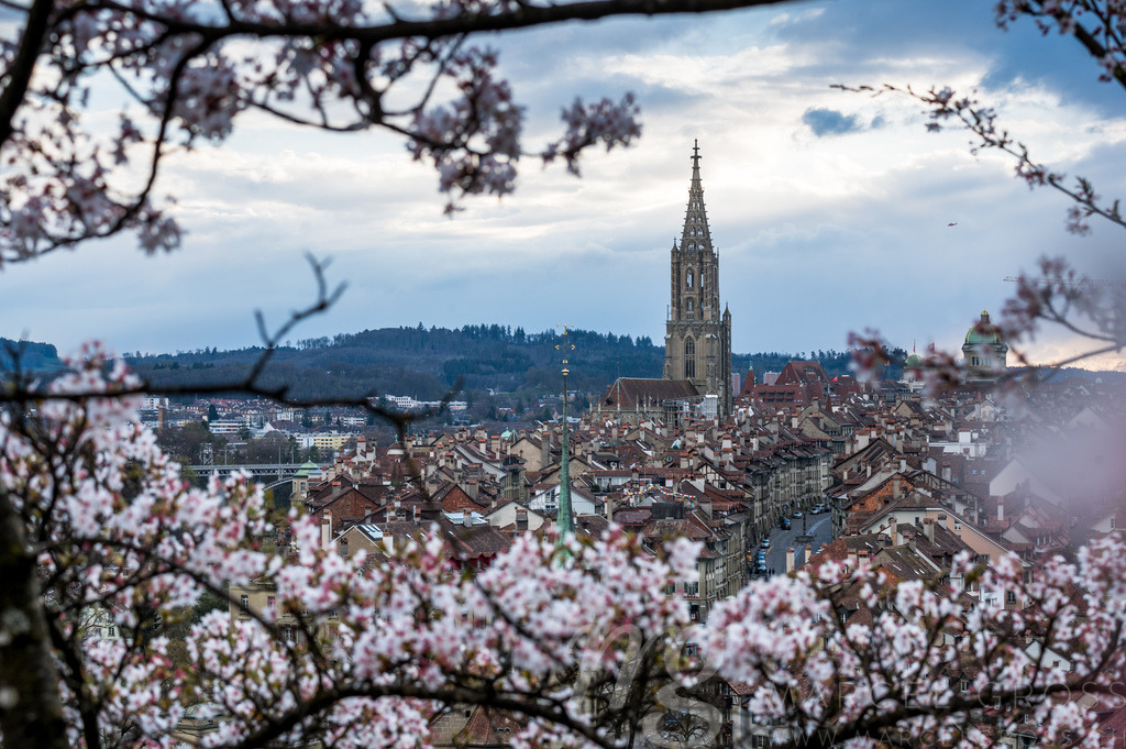 cherry blossom in Berne | Die ideale Geschenkidee für Naturliebhaber. Naturbilder von Marcel Gross Photography für ihr Zuhause in den verschiedensten Formaten und Materialien. - Realisiert mit Pictrs.com