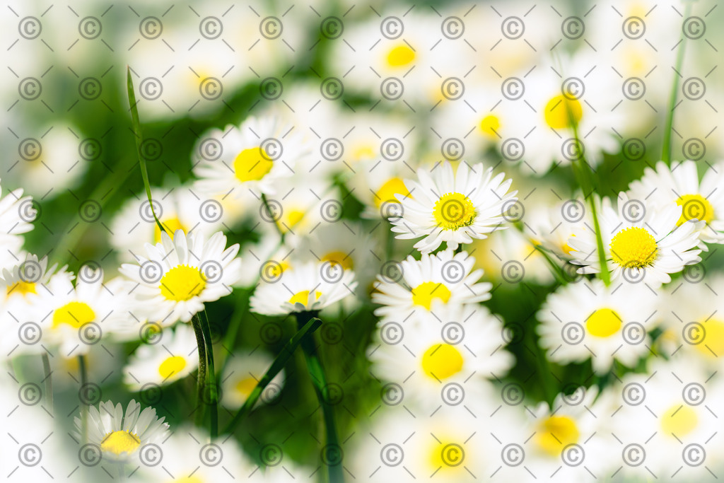 A dream of Gänseblümchen | Ein Meer von Gänseblümchen in der Sonne.