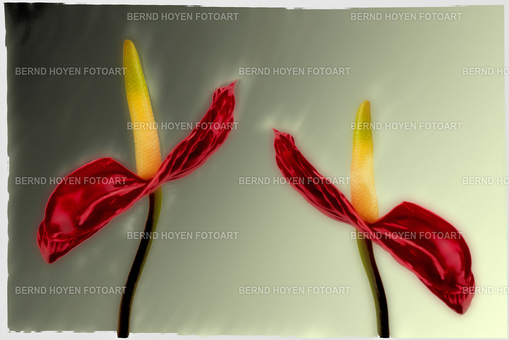 dancing flamingos | Portrait einer Anthurie. Die spätere Bildbearbeitung der Nahaufnahme wurde der Ölmalerei nachempfunden und erzeugte einen malerischen Effekt. | Portrait of an anthurium. The later image processing of the close-up was modelled on oil painting and created a painterly effect. - Realisiert mit Pictrs.com