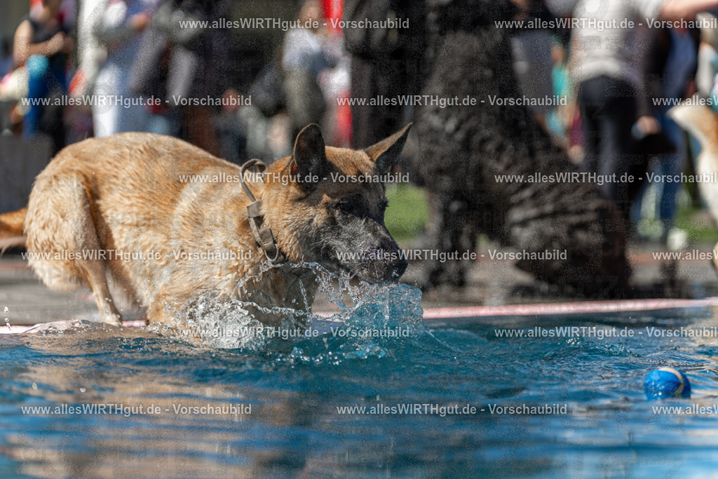 Hundeschwimmen_Volksbad_2026-allesWIRTHgut_Tierfotografie-2609061200-111006-7R500056 | Professionelle Tierfotografie in Mönchengladbach von Daniel Wirth (allesWIRTHgut). Liebevolle & natürliche Bilder von Hunden & Katzen für unvergessliche Erinnerungen.
