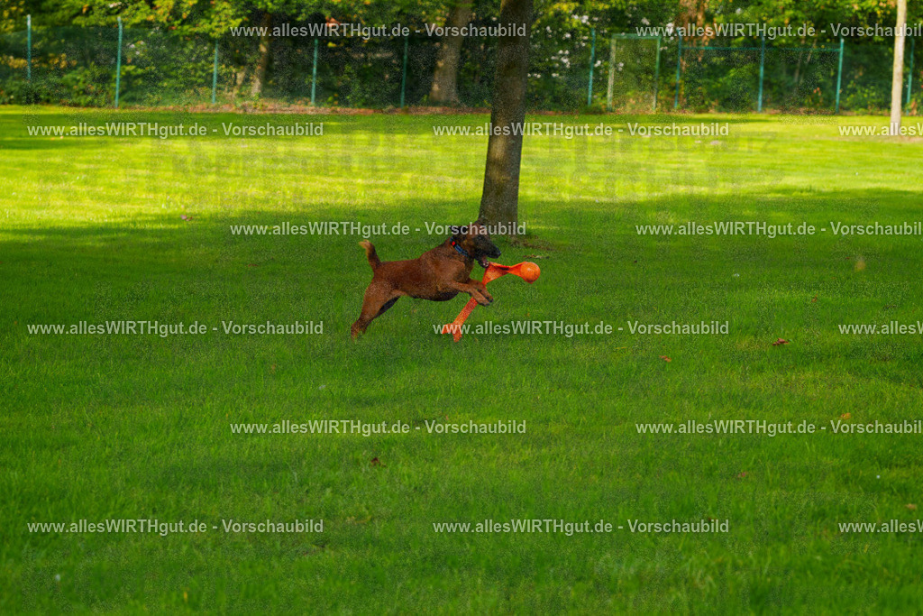 Hundeschwimmen_Grefrath_2026-allesWIRTHgut_Tierfotografie-09_53-FAY07812 | Professionelle Tierfotografie in Mönchengladbach von Daniel Wirth (allesWIRTHgut). Liebevolle & natürliche Bilder von Hunden & Katzen für unvergessliche Erinnerungen.