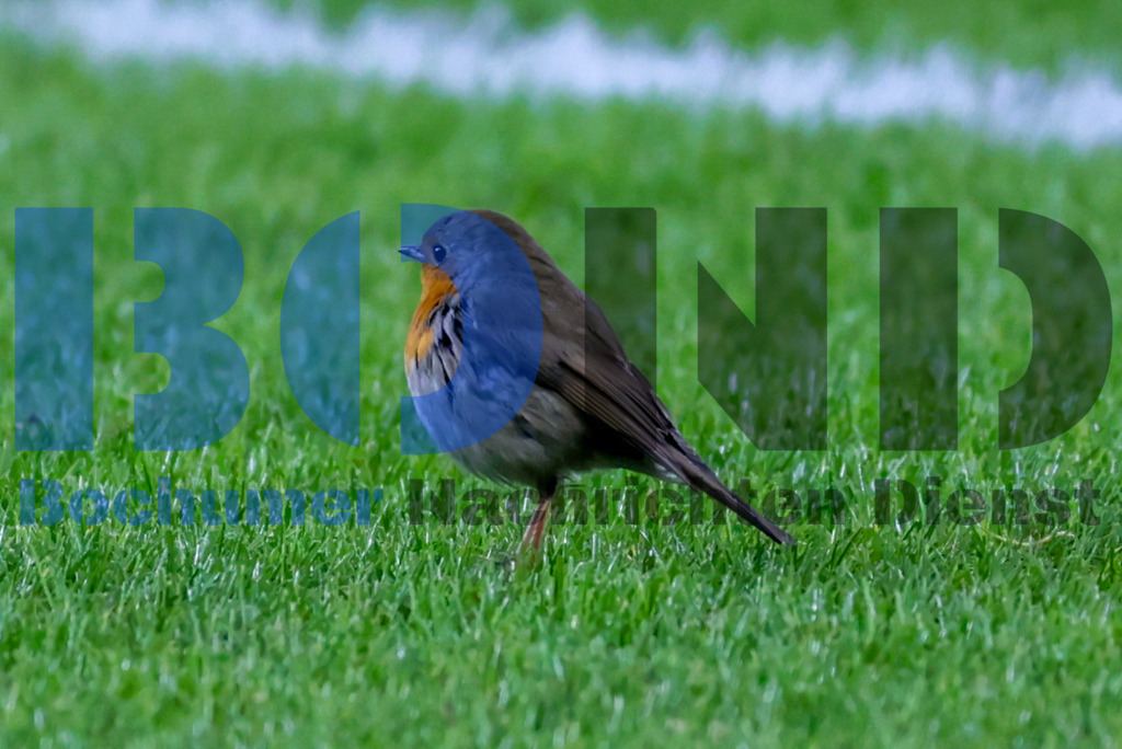 Rotkehlchen im Stadion {date} -  | {headline}



(Foto: Sebastian Sendlak / BOND)

 - Realisiert mit Pictrs.com