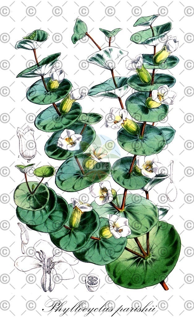 HistAbb_wfo-0000186274_1_ENZY_Simple | Historische Abbildung von Phyllocyclus parishii - Gentianaceae | Historical Illustration of Phyllocyclus parishii - Gentianaceae