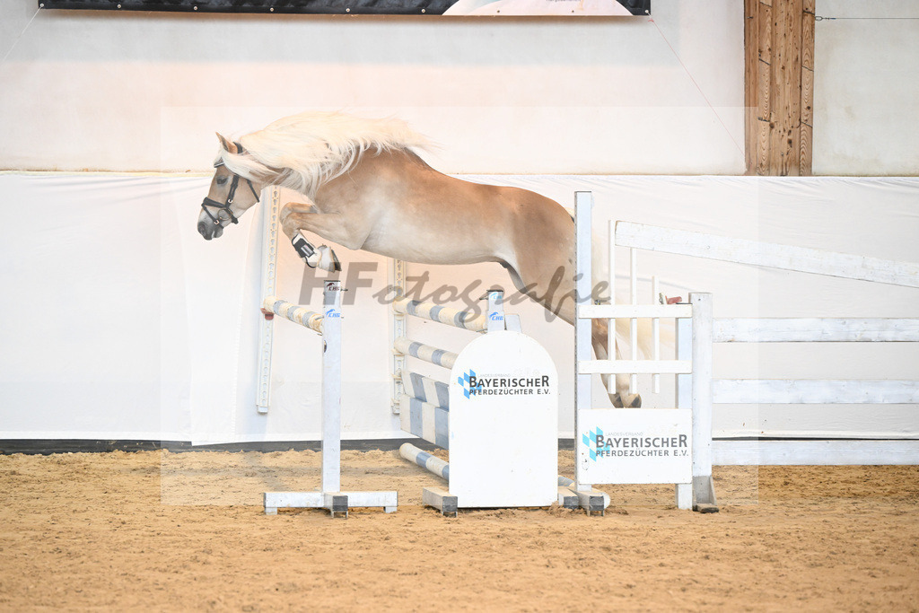 Kat-Nr. 14 Star Appeal v. Sterngold_Hacklaender_6240301 | hf-fotografie - Realisiert mit Pictrs.com