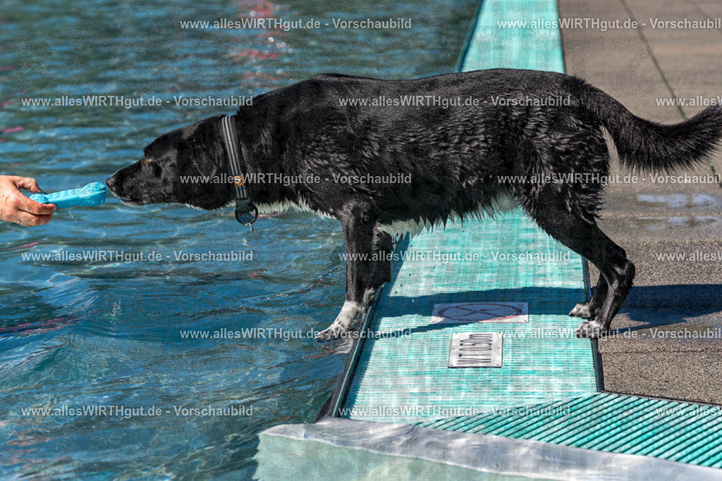 Hundeschwimmen_Volksbad_2026-allesWIRTHgut_Tierfotografie-2609061245-FAY06555 | Professionelle Tierfotografie in Mönchengladbach von Daniel Wirth (allesWIRTHgut). Liebevolle & natürliche Bilder von Hunden & Katzen für unvergessliche Erinnerungen.