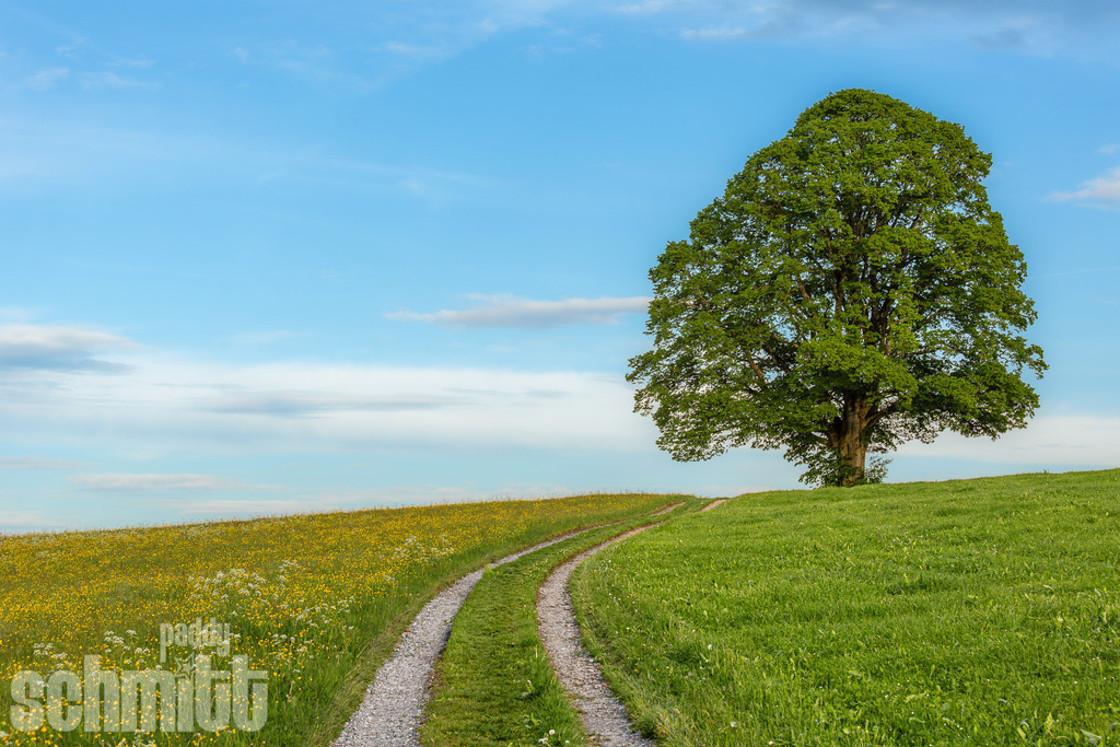 PS-Natur-2026-34 | Entdecke die größte Bildgalerie der Region mit Fotografien aus dem Allgäu, der Bodenseeregion, Oberschwaben, dem Donautal und der Schwäbischen Alb. Landschaften, Luftaufnahmen und Reisefotografie als Wandbild und Fotokunst. - Realisiert mit Pictrs.com
