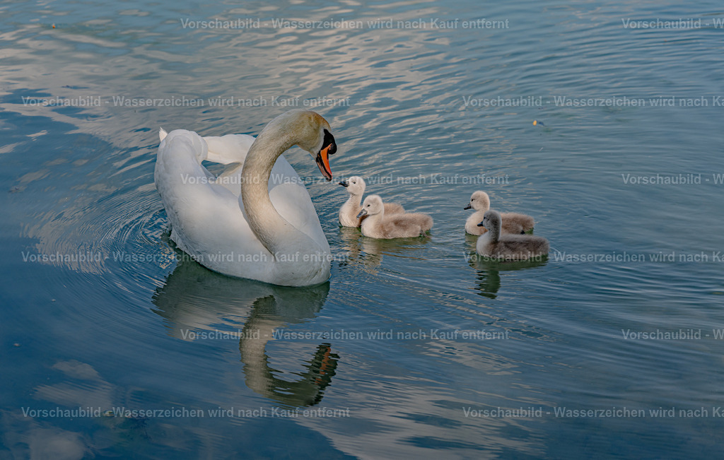 DSC01212 | marcuslinek