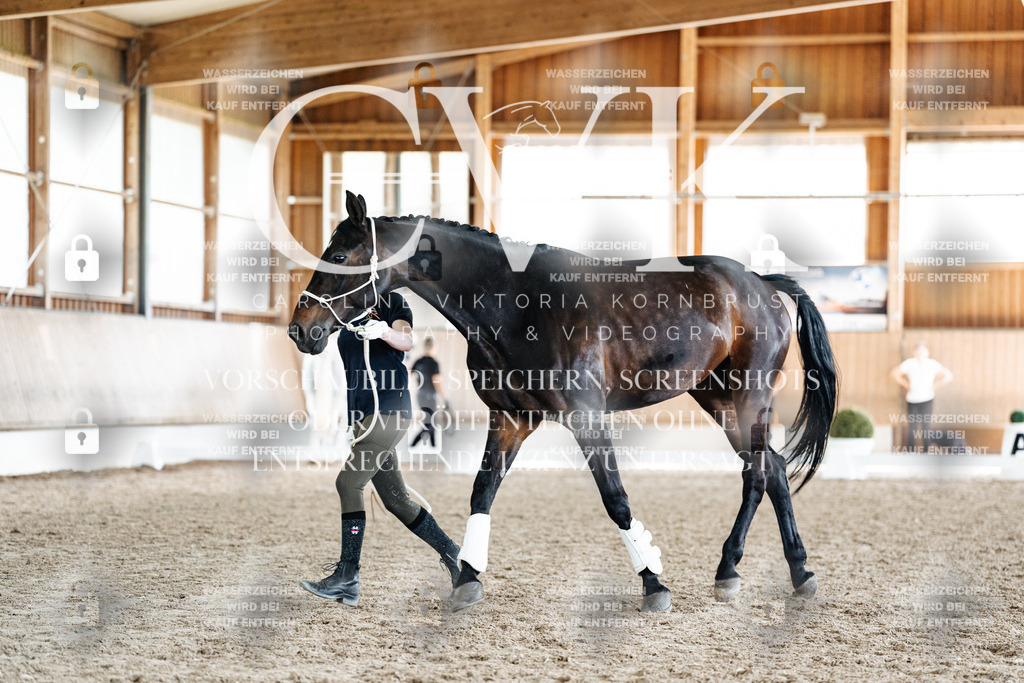CK908061 | Turnierfotografie Pferdefotografie Trier Rheinland-Pfalz Pferdesport Reitsport Tierfotografie Sportfotografie Pferdevideo Pferdevideografie Equestrianvideography equestrianphotography  - Realisiert mit Pictrs.com