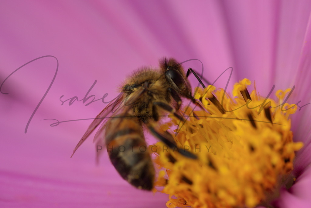 135_Biene | i-n-photography - Realisiert mit Pictrs.com