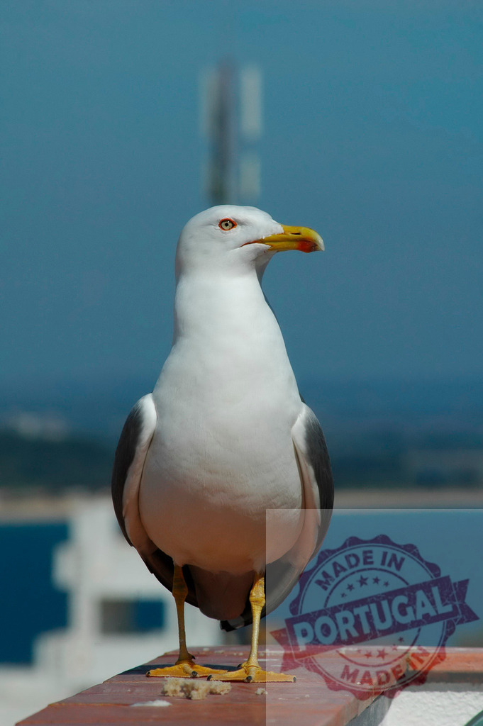 Seagull standing on roof coping by the sea | Seagull standing on a rooftop ledge with the blue sea and sky in the background - Realisiert mit Pictrs.com