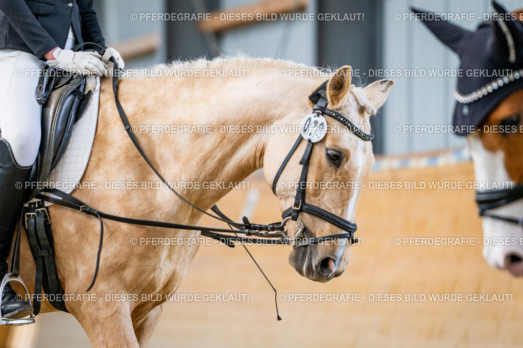 DSC04502 | Pferdegrafie