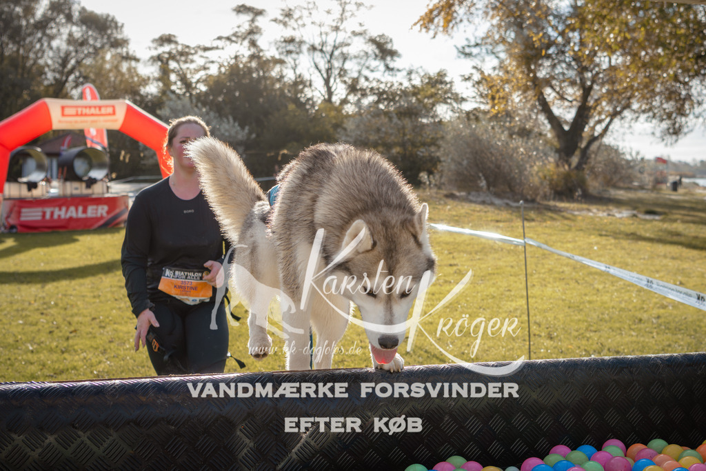 0954_ZZ98921 | kk-dogfotos