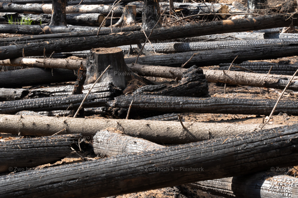 Fremdenweg_nahe_Katzenstein_Waldbrand_Baumstamm | 2022-08-30_Waldbrandgebiete_1 - Realisiert mit Pictrs.com
