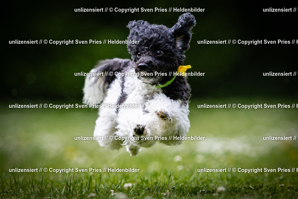 Sven Pries | 2025-05-29 - Pudelrennen KA-Durlach - Realisiert mit Pictrs.com