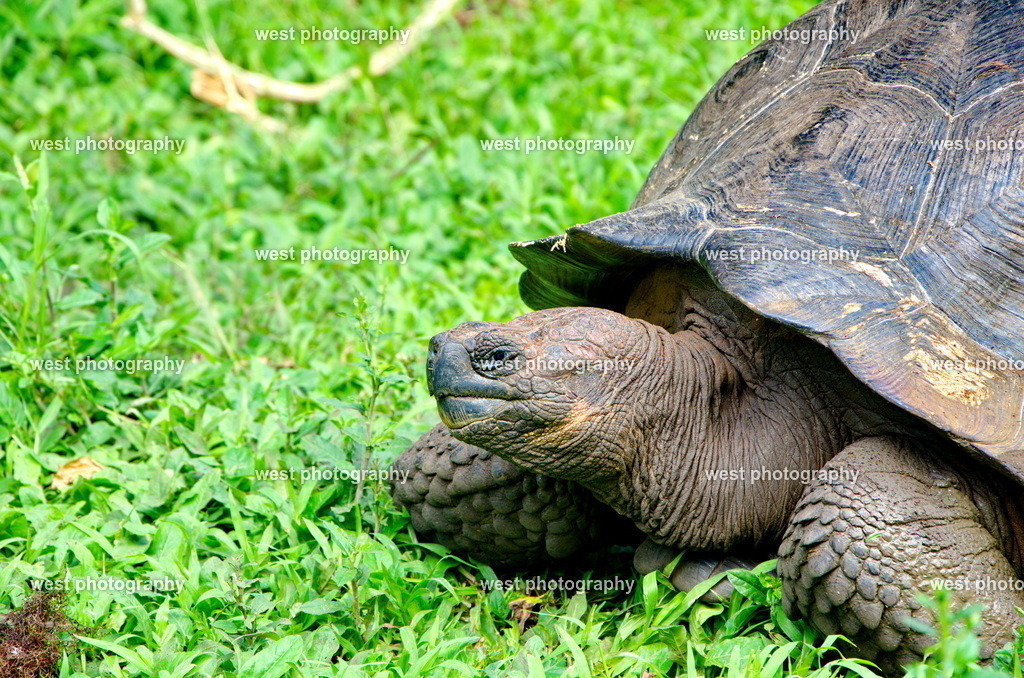 Galapagos tortoise 2 - EQU 2015 | west photography - Realisiert mit Pictrs.com