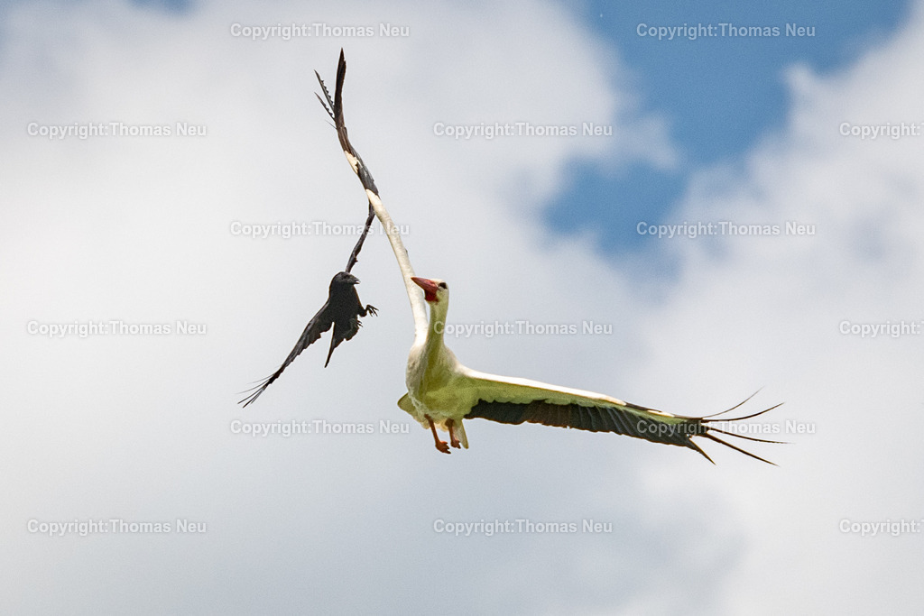 Storch-Kraehe-Konflikt | Eine Krähe attackiert einen fliegenden Weißstorch am Himmel – spannende Momentaufnahme aus der Natur an der Bergstraße.