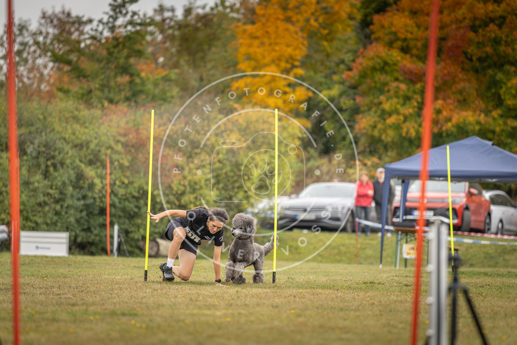 Pfotenfotografie_DV3A3728 | Hundefotografie, Tierfotograf, Pfotenfotografie, Fotoshooting Hund, Hunde Portrait, Hundesport, Hundeportraits, Heideshooting, Hunde, Sportfotograf, Hundefotograf, Turnierhundsport, THS,  - Realisiert mit Pictrs.com