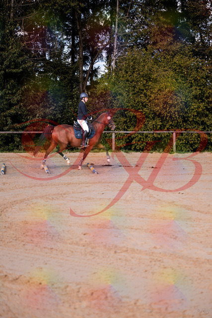 2026_10_03_Siefer-Hof_145627_Z81_37525829 | Professionelle Reitsport-, Turnier- und Eventfotografie von Robert Broda. Galerien mit ausgewählten und bearbeiteten Bildern direkt online ansehen und bestellen.