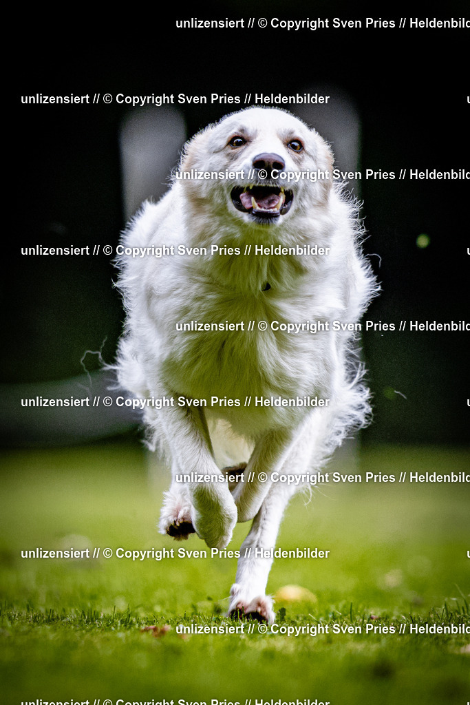 Sven Pries | 2025-10-03 - Hunderennen Obergrombach - Realisiert mit Pictrs.com