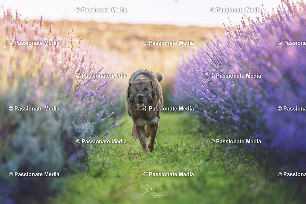 _DSC1609 | Passionate Media, dein Fotograf aus Brandenburg, Märkisch Oderland, im Bereich Motorsport, Autos und Motorräder sowie Events und auch Hunde. Shootings oder auch Eventbegleitungen können bei mir gebucht we