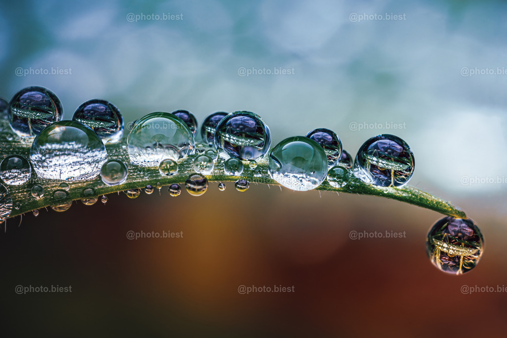 Perlenflosse | Ein kleiner Grashalm mit vielen großen und kleinen Tautropfen. - Realisiert mit Pictrs.com