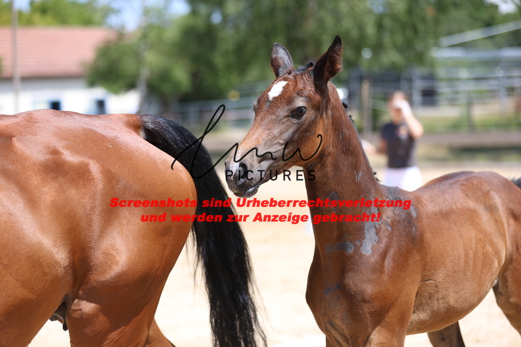 Fohlenschau_Schwäbisch_Hall_springbetonte_Fohlen_KN 26_15 | lmwpictures - Realisiert mit Pictrs.com