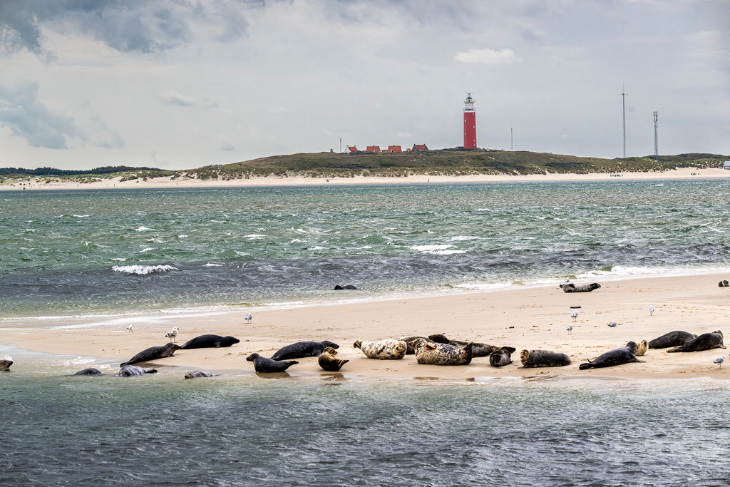Seehunde auf der Sandbank mit Blick auf den Leuchtturm Eierland bei De Cocksdorp auf Texel | Eine Gruppe von Seehunden und Kegelrobben ruht auf einer Sandbank vor der Küste der niederländischen Nordseeinsel Texel. Im Hintergrund ragt der markante rote Leuchtturm Eierland hinter Dünen und Küstenhäusern bei De Cocksdorp empor. Die Panoramalandschaft verbindet typische Küstennatur mit dem bekannten Insel-Wahrzeichen. Vielseitig nutzbar für Berichte über das Wattenmeer, Tierwelt, Naturschutz, Nordseetourismus und Reiseziele in den Niederlanden - Realisiert mit Pictrs.com