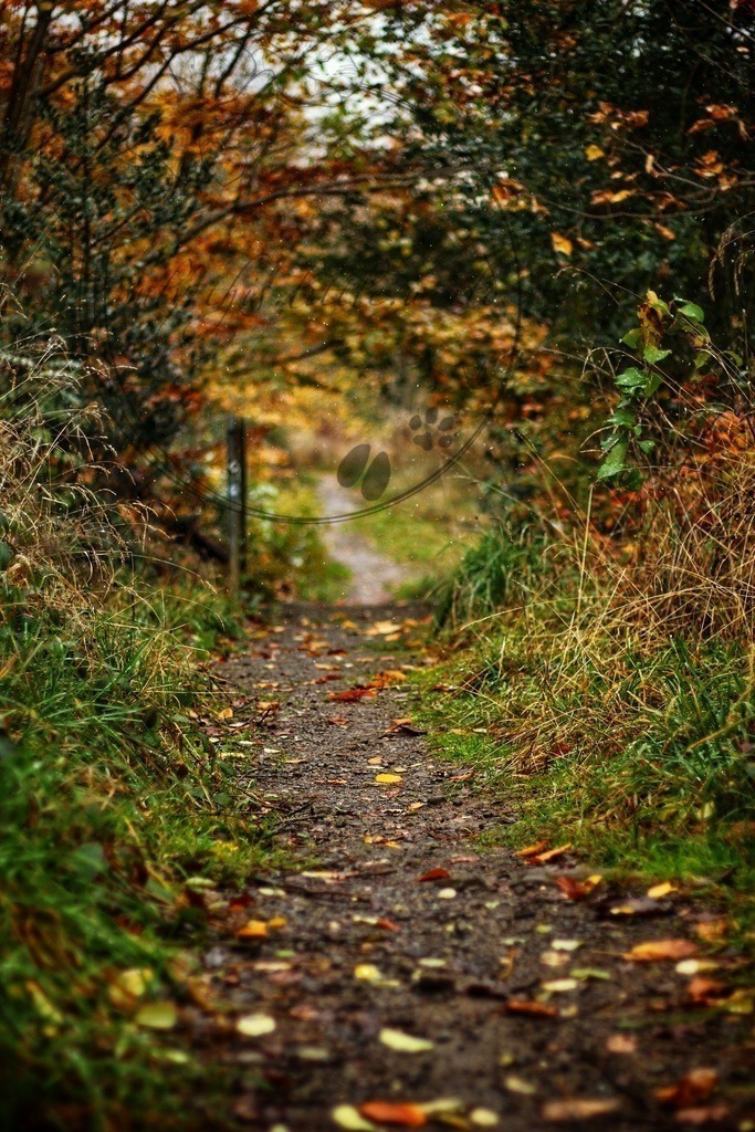 Trampelpfad Weg mit Laub und Schneeflocken | only.this.little.world - Realisiert mit Pictrs.com