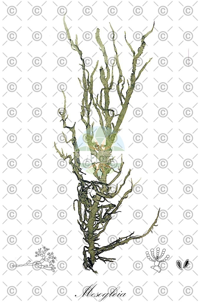 HistAbb_wfo-0001084942_1_ENZY_Simple | Historische Abbildung von Mesogloia - Chordariaceae (0) | Historical Illustration of Mesogloia - Chordariaceae (0)